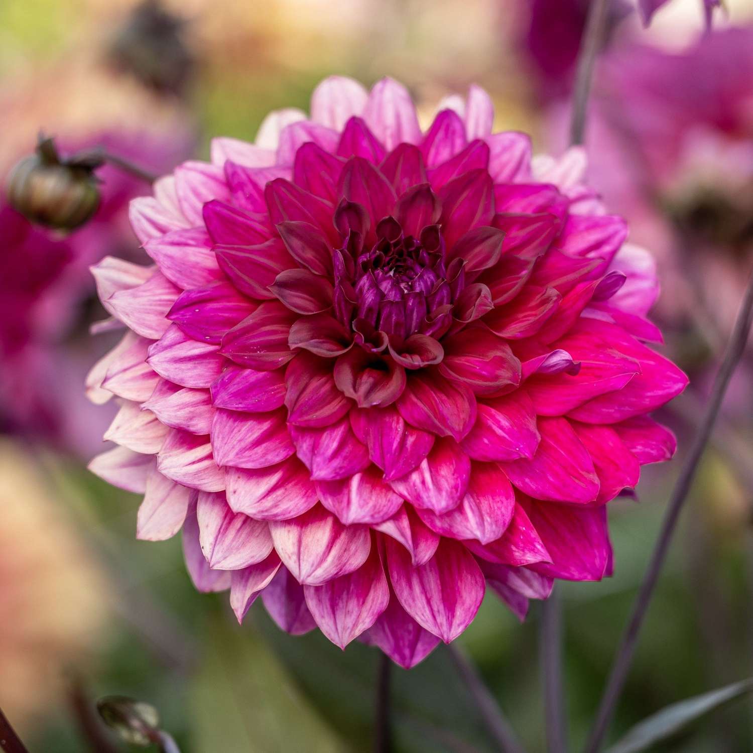 Dahlie 'Engelhardts Matador'